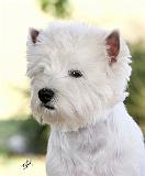 West Highland White Terrier 9Y788D-373